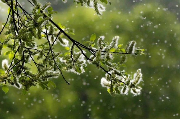 春天柳絮纷飞的景色描写