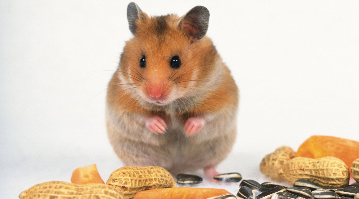 nicky是老鼠的意思吗？