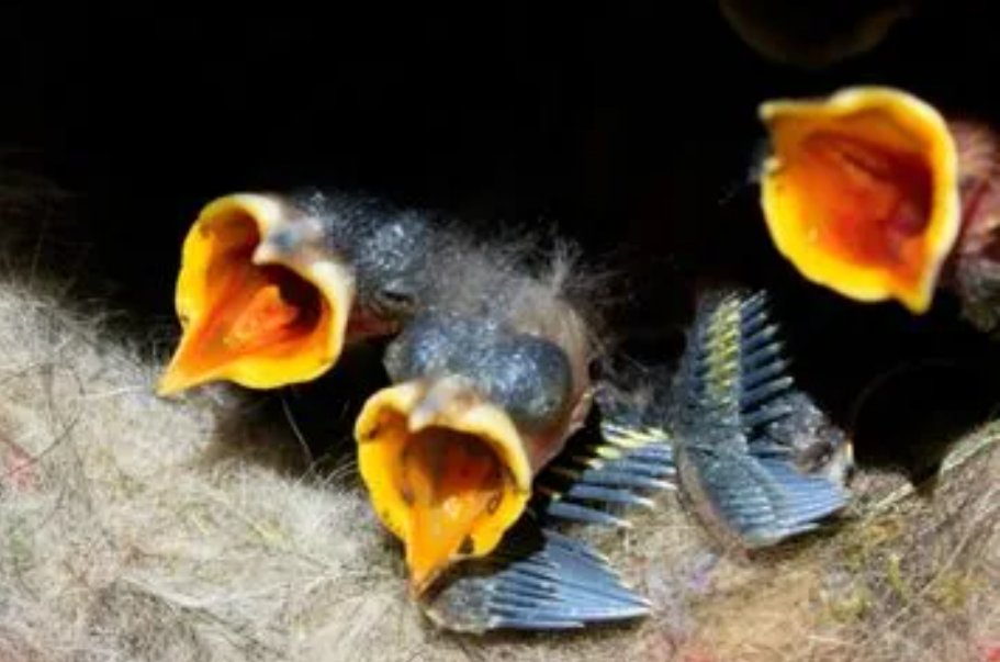 chicks是什么意思