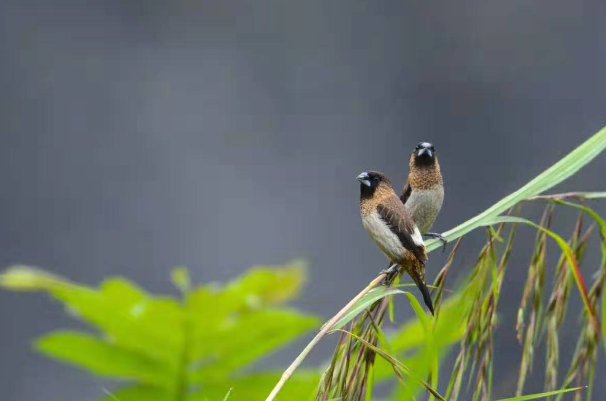 今朝晴朗可喜作文怎么写的