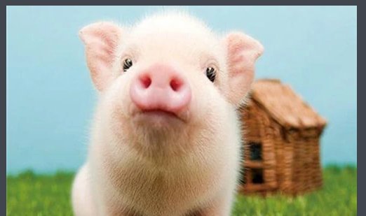 人和猪的智商哪个高?