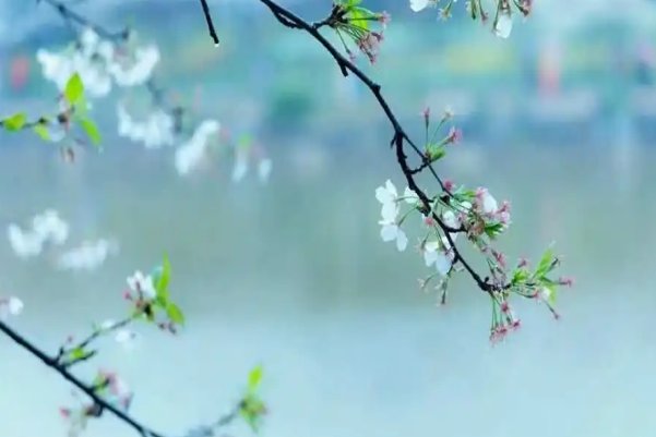 唯有相思似春色的全诗