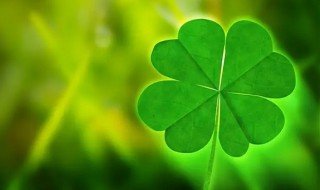 四叶草怎么养 四叶草怎么养殖方法