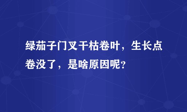 绿茄子门叉干枯卷叶,生长点卷没了,是啥原因呢?