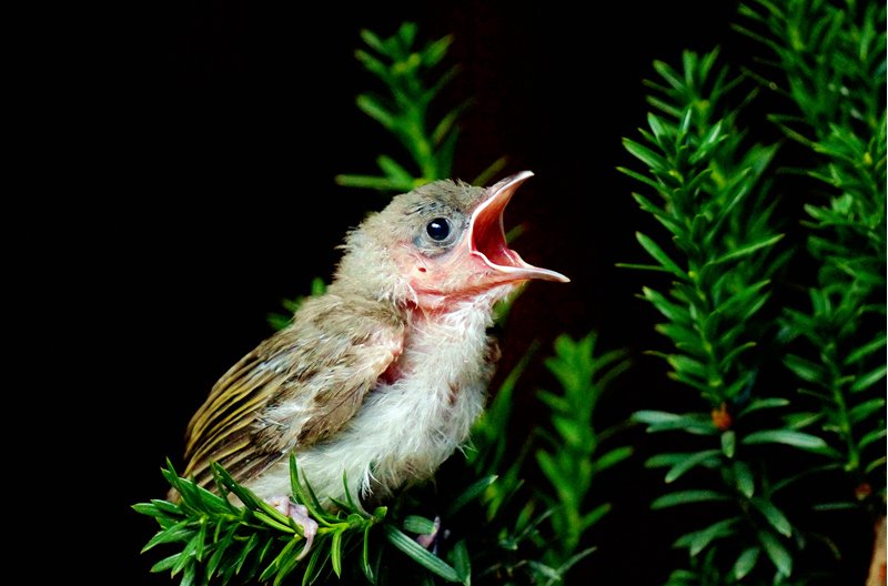 chicks是什么意思