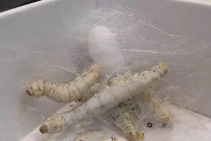 蚕准备结茧要怎么准备工具