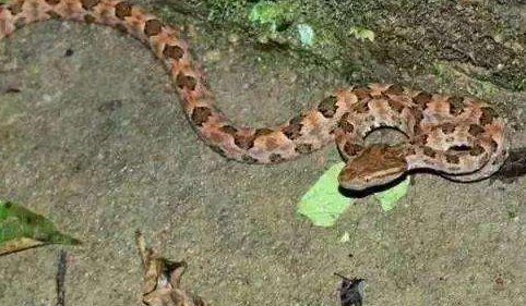 头呈三角形的蛇是什么蛇?是国家保护动物吗?有毒吗?