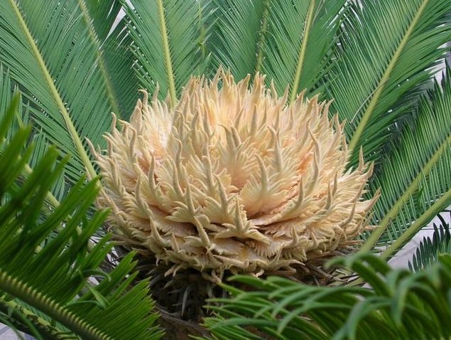 千年铁树开花了什么意思？