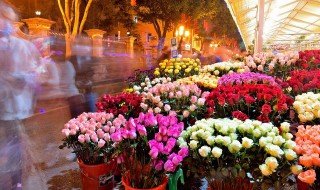 没有刺的玫瑰花是什么品种 有没有不带刺的玫瑰