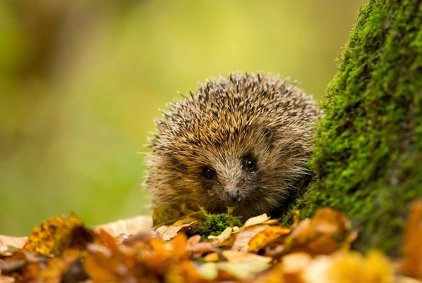 民间所传的八大地仙，是指什么动物？