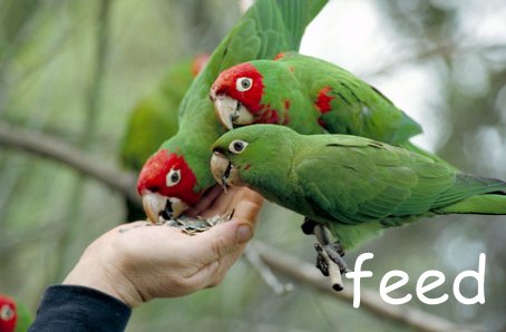 英语feed的三单和现在分词是什么