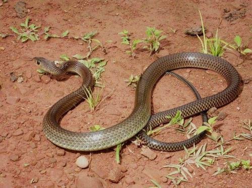 有人知道这种蛇是什么学名吗