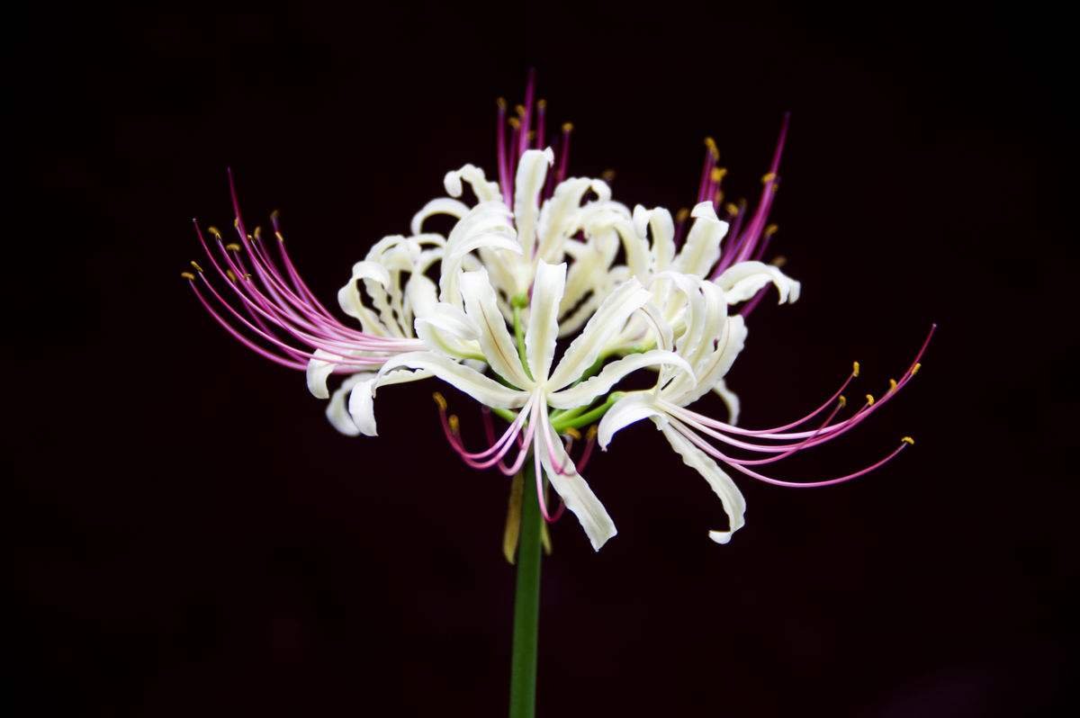 彼岸花开开彼岸全诗内容是什么？