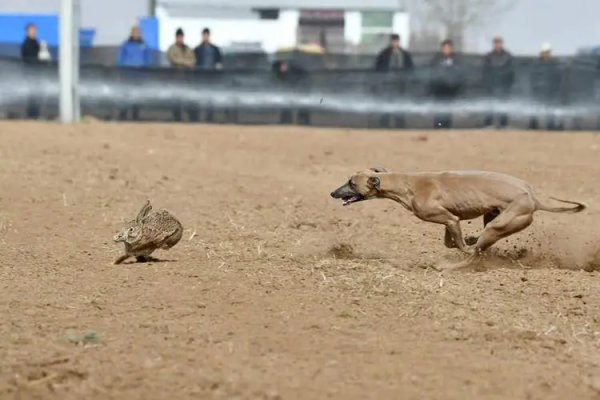 撵能组什么词语