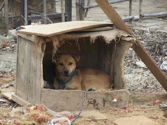 小狗经济的优势