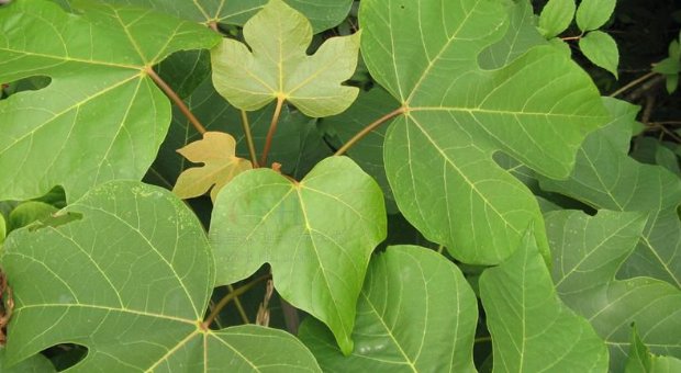 梧桐和桐树有什么区别吗?