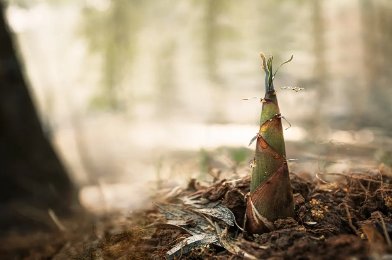 雨后春笋般后面是接什么？