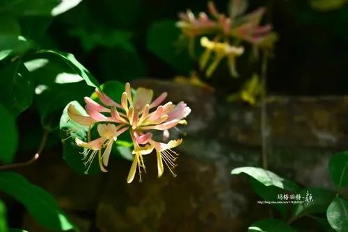 山西五台山发现极危物种丁香叶忍冬,这种植物有多罕见?