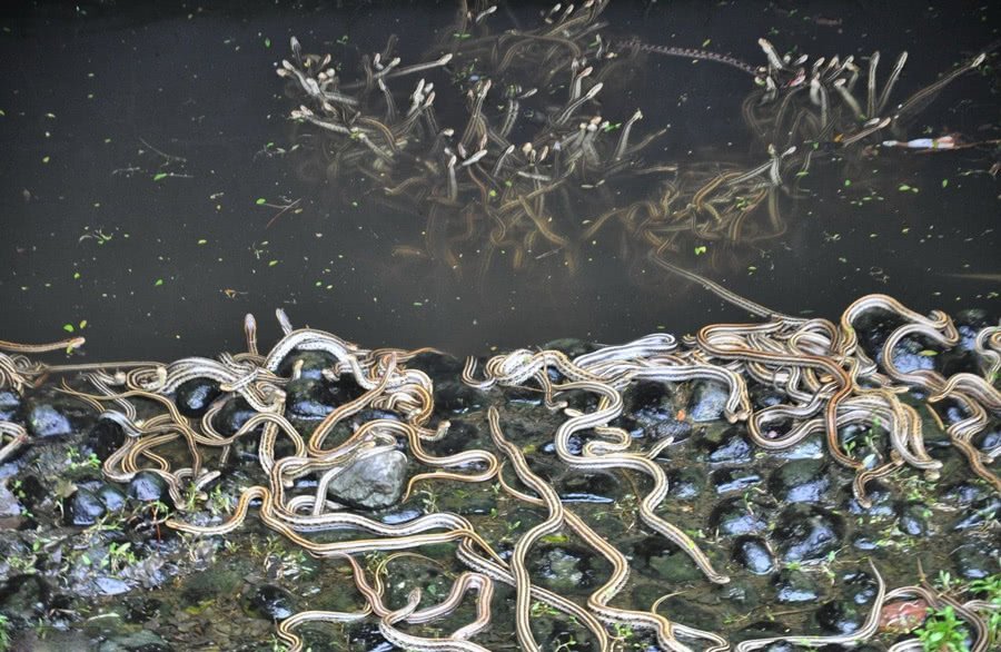 中国最恐怖的岛屿，岛上全是毒蛇，你敢下脚吗