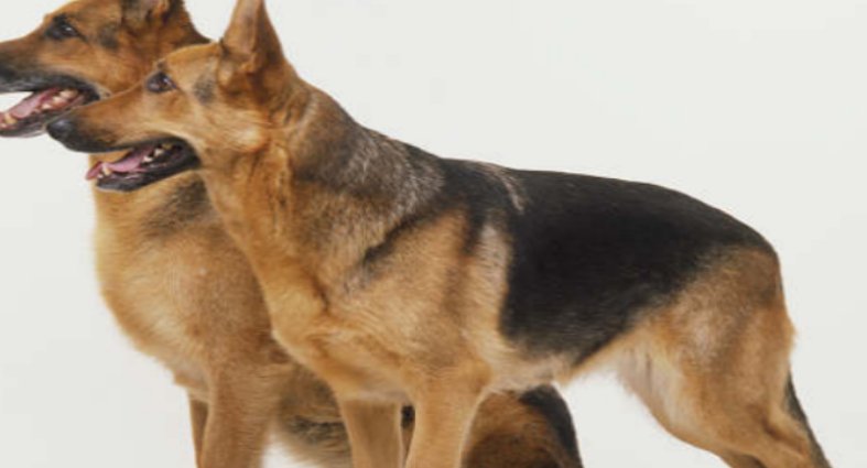 什么品种的防暴犬最厉害？