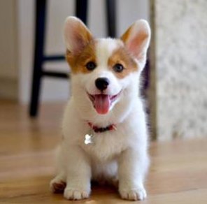 狗狗的脖子上长了一个像肿瘤似地东西应该怎么办??用什么药……