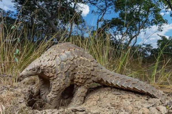 穿山甲和食蚁兽的区别
