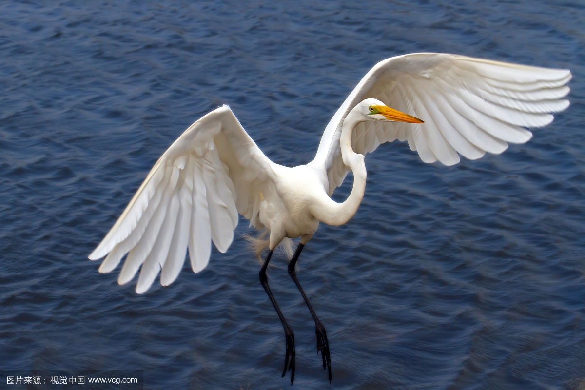 白鹭是什么颜色