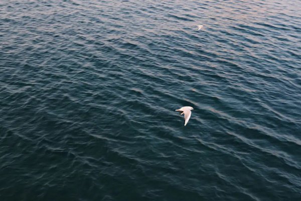 一直游到海水变蓝 原文