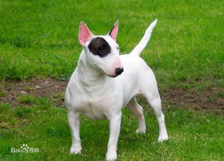 电影里那条叫阿布是条什么品种的狗