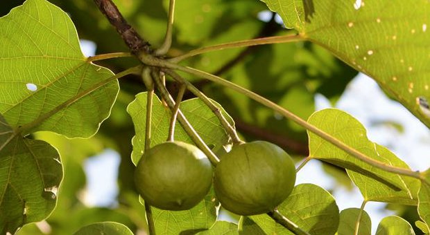 梧桐和桐树有什么区别吗？