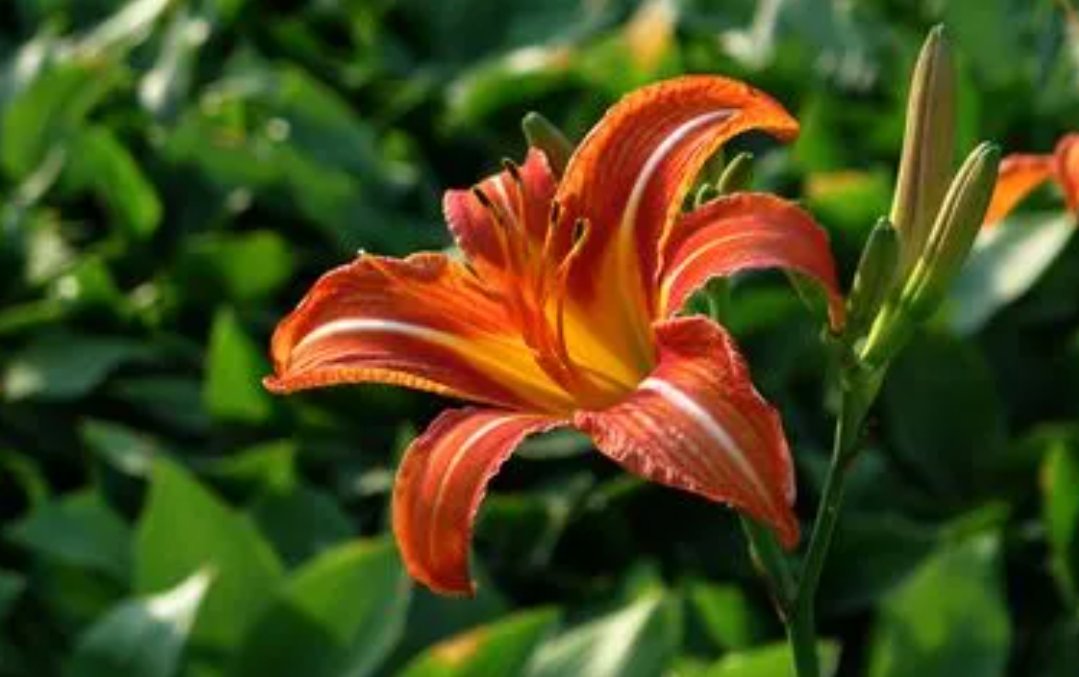 芷萱的意思及寓意