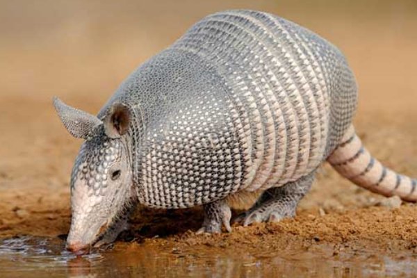 穿山甲和食蚁兽的区别