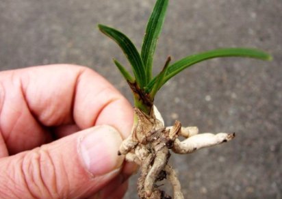 龙根是什么意思？