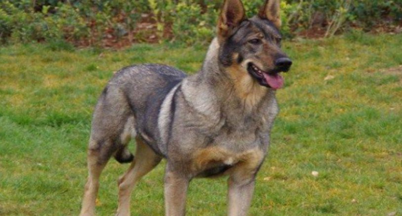 什么品种的防暴犬最厉害?