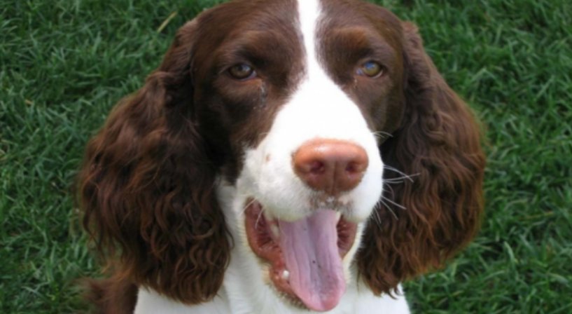 什么品种的防暴犬最厉害?