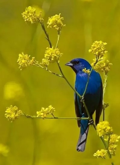 花香鸟语的解释