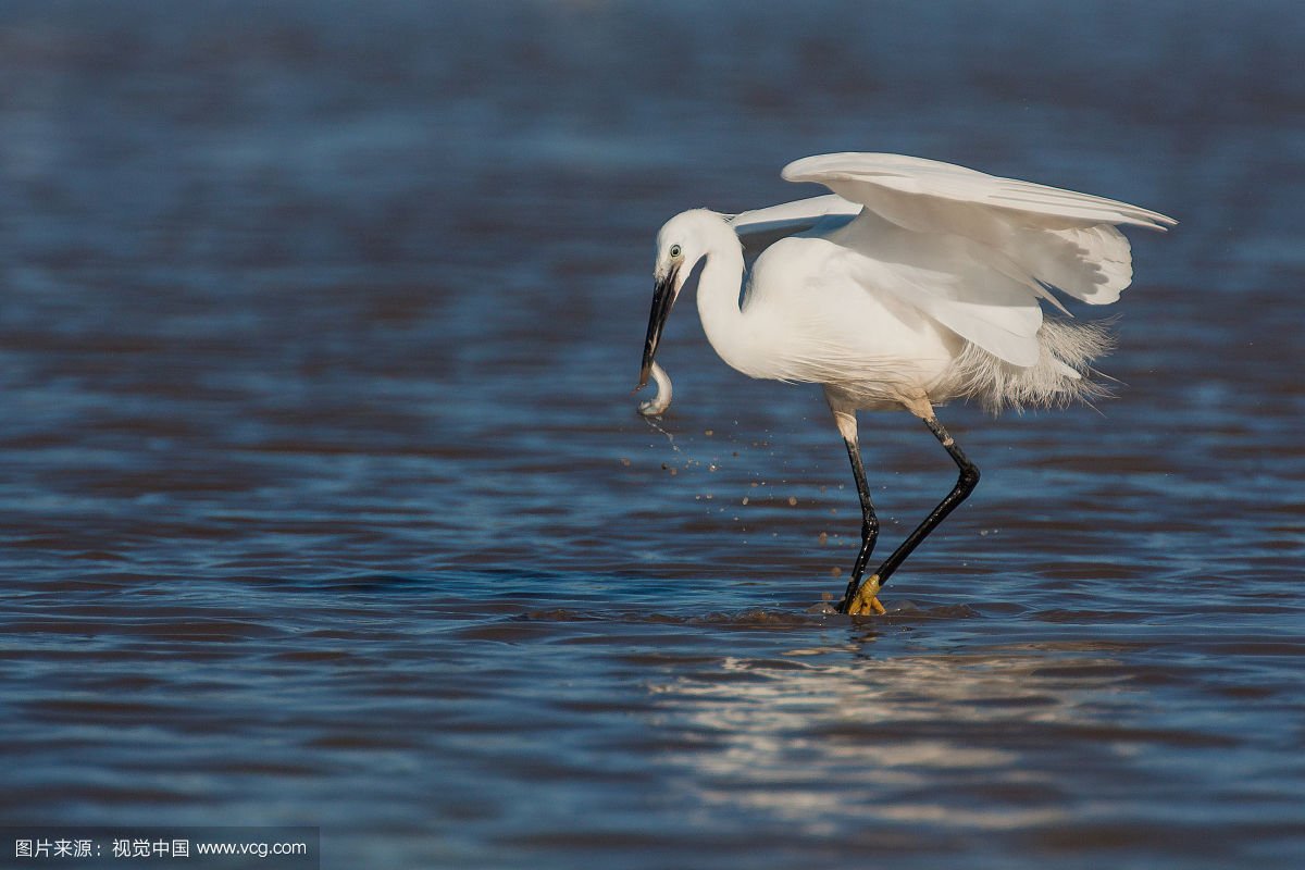 白鹭是什么颜色