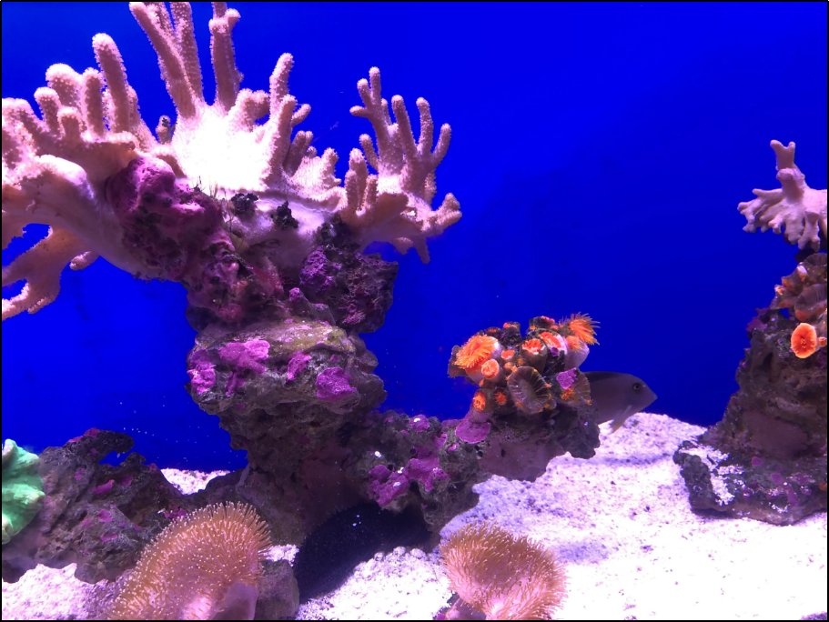 玫瑰海岸一日游攻略