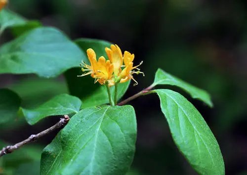 山西五台山发现极危物种丁香叶忍冬,这种植物有多罕见?