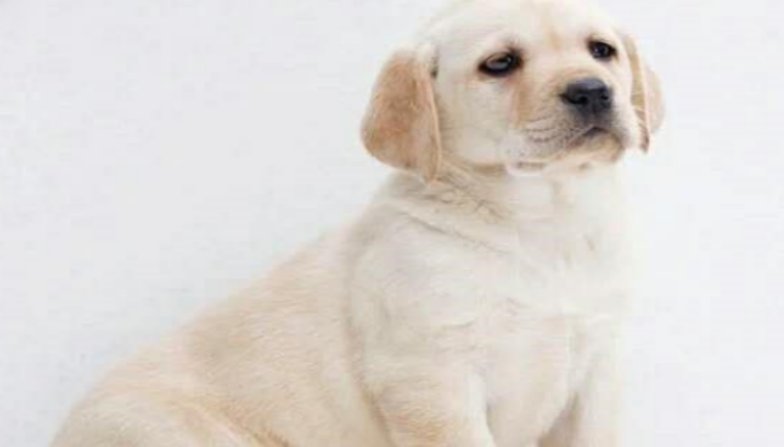 什么品种的防暴犬最厉害?