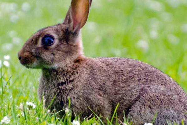 怕水的动物是什么动物