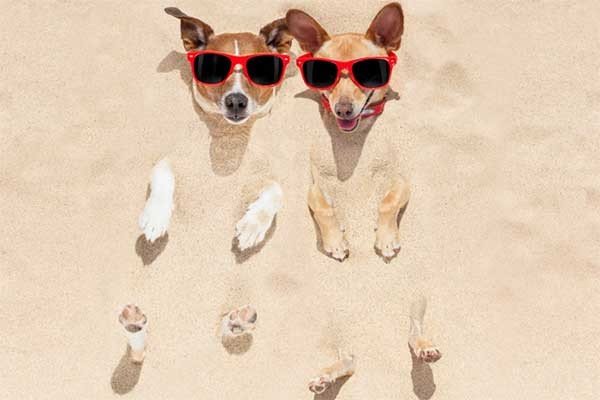 戏弄什么意思解释