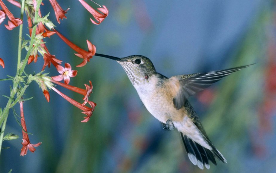 觅食的拼音和意思