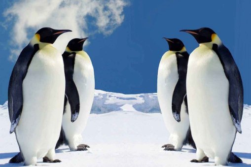 企鹅喜欢吃什么？