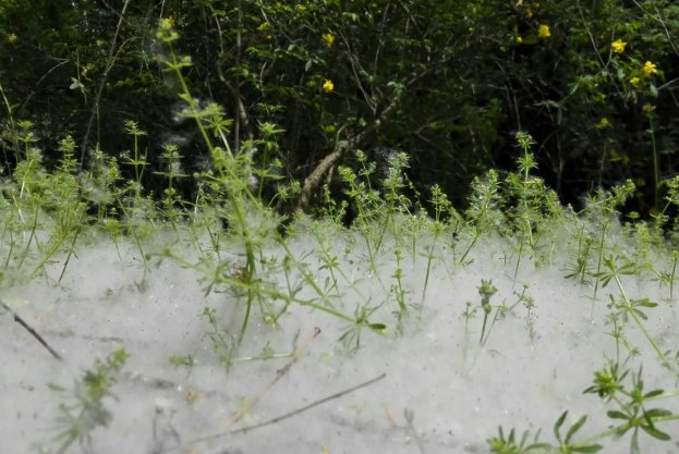 春天柳絮纷飞的景色描写