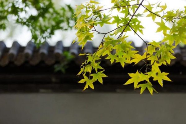 立秋古诗意思翻译及注释