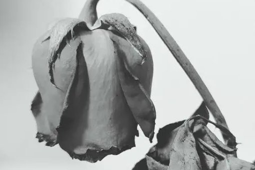 枯萎是什么意思