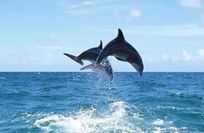 海豚人是怎么样的存在?