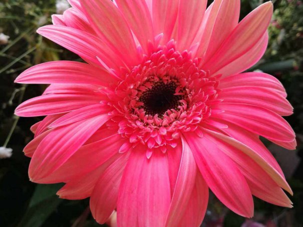 绯色是什么颜色