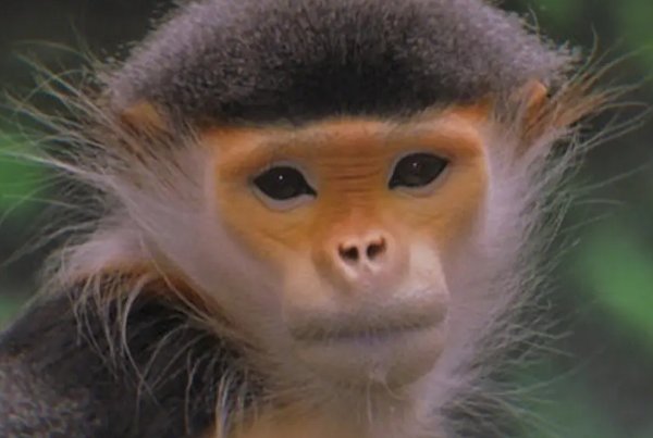 江湖艺人打一生肖动物